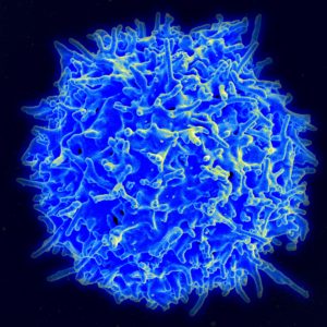 Как укрепить иммунитет голодом thumbnail